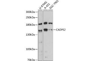 Western blot analysis of extracts of various cell lines, using C antibody (ABIN6131398, ABIN6137845, ABIN6137846 and ABIN6217950) at 1:3000 dilution. (CADPS2 抗体  (AA 1-80))
