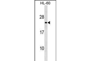 MS4A8B Antibody (N-term) (ABIN1539385 and ABIN2849602) western blot analysis in HL-60 cell line lysates (35 μg/lane). (Membrane-Spanning 4-Domains, Subfamily A, Member 8 (MS4A8) (AA 44-70), (N-Term) 抗体)