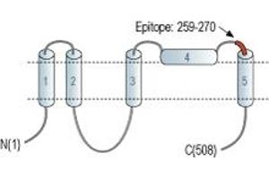 Representative domain view of the target of ABIN7884789.
