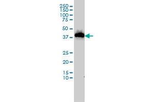USF1 monoclonal antibody (M02), clone 2A7 Western Blot analysis of USF1 expression in MCF-7 . (USF1 抗体  (AA 1-110))