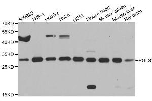 Western blot analysis of extracts of various cell lines, using PGLS antibody. (PGLS 抗体  (AA 1-258))