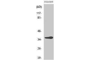 anti-OR10G6 Olfactory Receptor, Family 10, Subfamily G, Member 6 (OR10G6) (C-Term) antibody