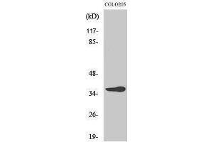 Western Blotting (WB) image for anti-OR10G6 Olfactory Receptor, Family 10, Subfamily G, Member 6 (OR10G6) (C-Term) antibody (ABIN3176461) (OR10G6 抗体  (C-Term))