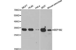 Western blot analysis of extracts of various cell lines, using EEF1B2 antibody. (EEF1B2 抗体)