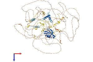 SYNPO2 Protein (AA 1-1093) (His tag)