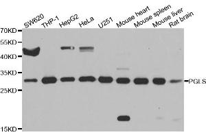 Western blot analysis of extracts of various cell lines, using PGLS antibody. (PGLS 抗体)