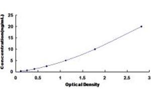 ELISA image for Collagen, Type VII, alpha 1 (COL7A1) ELISA Kit (ABIN6954958)