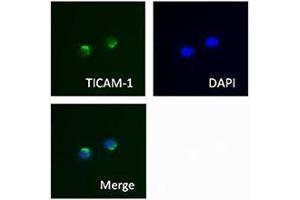 Immunofluorescence (IF) image for anti-Toll-Like Receptor Adaptor Molecule 1 (TICAM1) antibody (ABIN2665411) (TICAM1 抗体)