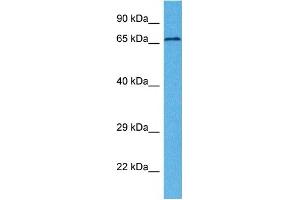 Host:  Rabbit  Target Name:  MCOLN1  Sample Tissue:  Human 786-0 Whole Cell  Antibody Dilution:  1ug/ml (MCOLN1 抗体  (N-Term))