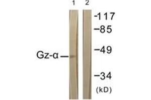 Western blot analysis of extracts from COS7 cells, treated with PMA 125ng/ml 30', using Gz-alpha (Ab-16) Antibody. (GNaZ 抗体  (AA 1-50))