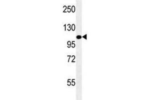 LAMP2 antibody western blot analysis in mouse NIH3T3 lysate. (LAMP2 抗体)