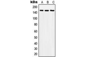 Western blot analysis of SOS2 expression in A549 (A), SP2/0 (B), H9C2 (C) whole cell lysates. (SOS2 抗体  (Center))