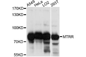 Western blot analysis of extracts of various cell lines, using MTRR antibody (ABIN6291722) at 1:1000 dilution. (MTRR 抗体)
