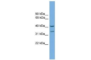 WB Suggested Anti-Fkhl18 Antibody Titration:  0. (FOXS1 抗体  (C-Term))