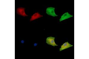 ABIN7096975 and ABIN7101042 staining  cells by IF/ICC.