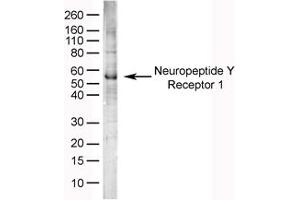 Image no. 1 for anti-Neuropeptide Y Receptor Y1 (NPY1R) (AA 365-378) antibody (ABIN576061) (NPY1R 抗体  (AA 365-378))
