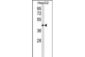 RCSD1 Antibody (Center) (ABIN1538152 and ABIN2849645) western blot analysis in HepG2 cell line lysates (35 μg/lane). (RCSD1 抗体  (AA 237-266))