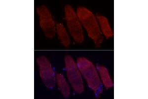 Immunofluorescence analysis of rat skeletal muscle cells using Fbx32/FBOX32 Rabbit pAb (ABIN3017561, ABIN3017562, ABIN3017563, ABIN1679825 and ABIN6220155) at dilution of 1:50 (40x lens). (FBXO32 抗体  (AA 206-355))