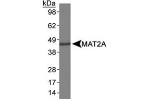 Western blot analysis of MAT2A in HepG2 whole cell lysates using MAT2A polyclonal antibody . (MAT2A 抗体  (AA 100-200))