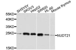 Western blot analysis of extracts of various cell lines, using NUDT21 antibody.