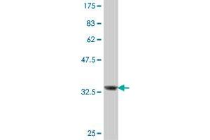 Western Blot detection against Immunogen (34. (Manic Fringe 抗体  (AA 214-291))
