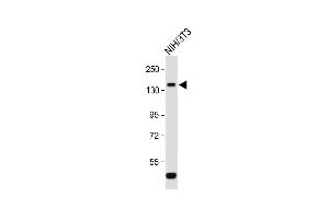 Anti-ROR1 Antibody (N-term) at 1:1000 dilution + NIH/3T3 whole cell lysate Lysates/proteins at 20 μg per lane. (ROR1 抗体  (N-Term))