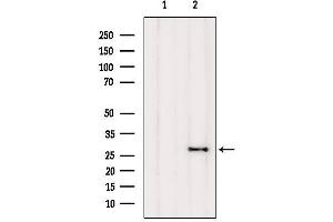 Western blot analysis of extracts from Mouse brain, using FA58A Antibody. (FAM58A 抗体  (Internal Region))