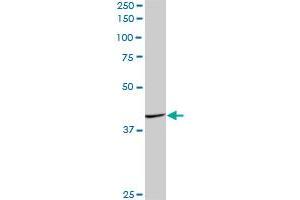 FAIM3 MaxPab polyclonal antibody. (FAIM3 抗体  (AA 1-390))