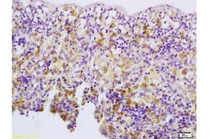 Formalin-fixed and paraffin embedded rat spleen labeled with Anti-Thrombopoietin Polyclonal Antibody, Unconjugated  at 1:200 followed by conjugation to the secondary antibody and DAB staining (Thrombopoietin 抗体  (AA 21-120))