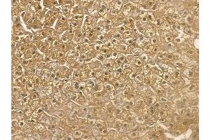 USP21 Mouse Monoclonal Antibody at 1/100 staining human normal liver tissue by IHC-P. (USP21 抗体)