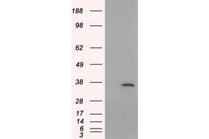 Western Blotting (WB) image for anti-Serine Racemase (SRR) antibody (ABIN1501133) (SRR 抗体)