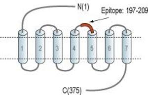 anti-G Protein-Coupled Receptor 34 (GPR34) (2nd Extracellular Loop), (AA 197-209) antibody (FITC)