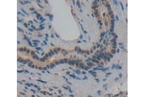 Immunohistochemistry (IHC) image for anti-Galanin (GAL) (AA 32-122) antibody (ABIN1174211)