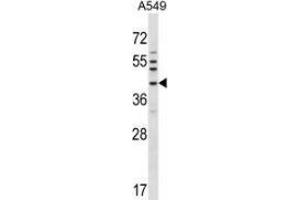 Western blot analysis in A549 cell line lysates (35ug/lane) using NKX6-1  Antibody (C-term). (NKX6-1 抗体  (C-Term))