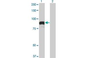 Western Blot analysis of TOP3B expression in transfected 293T cell line by TOP3B monoclonal antibody (M04), clone 1H4. (TOP3B 抗体  (AA 1-862))