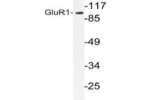 Western blot (WB) analyzes of GluR1 antibody in extracts from COS-7 cells. (Glutamate Receptor 1 抗体)