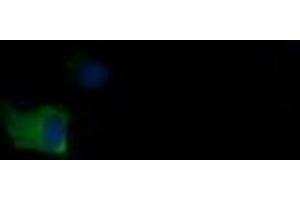 Image no. 1 for anti-Mdm4-binding Protein (MDM4) antibody (ABIN1499359) (MDM4-binding Protein 抗体)
