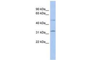 Image no. 1 for anti-Suppressor of Fused Homolog (SUFUH) (AA 215-264) antibody (ABIN6742334) (SUFUH 抗体  (AA 215-264))