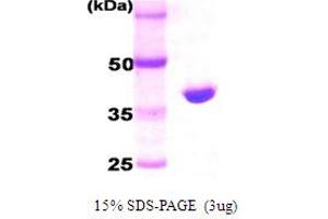 SDS-PAGE (SDS) image for HtrA Serine Peptidase 2 (HTRA2) (full length) protein (His tag) (ABIN666802)