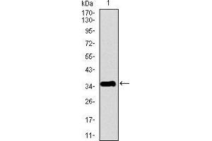 Western blot analysis using PPY mAb against human PPY recombinant protein. (PPY 抗体  (AA 1-95))
