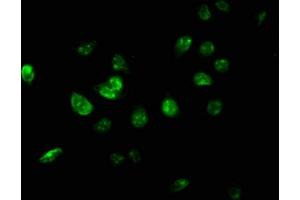 Immunofluorescence staining of A549 cells with ABIN7174336 at 1:267, counter-stained with DAPI. (USP46 抗体  (AA 66-166))