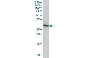 Western Blotting (WB) image for anti-Actin Related Protein 2/3 Complex, Subunit 2, 34kDa (ARPC2) (AA 1-300) antibody (ABIN564373)