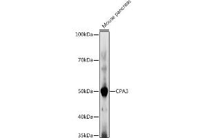 Western blot analysis of extracts of Mouse pancreas, using CP antibody (ABIN7266079) at 1:1000 dilution. (CPA3 抗体  (AA 110-417))