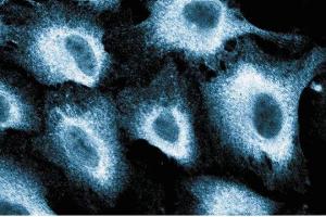 Immunofluorescence staining of human endothelial cells. (PIK3CD 抗体  (AA 73-90))