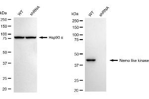 Western blotting analysis using Nemo like kinase antibody (ABIN7799571). (Recombinant Nemo-Like Kinase 抗体)