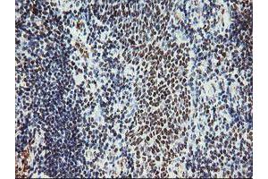 Image no. 6 for anti-Myeloid Leukemia Factor 1 (MLF1) antibody (ABIN1499493) (MLF1 抗体)