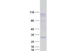 Western Blotting (WB) image for Ataxin 1 (ATXN1) (Transcript Variant 1) protein (Myc-DYKDDDDK Tag) (ABIN2715012)