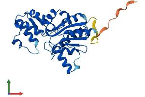 AlphaFold protein structure predicition of Human Recombinant PHOSPHO1 Protein, UniprotID Q8TCT1