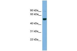 WB Suggested Anti-Irx2 Antibody Titration: 0. (IRX2 抗体  (Middle Region))