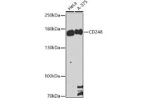 Western blot analysis of extracts of various cell lines, using CD248 antibody (ABIN6131286, ABIN6138149, ABIN6138151 and ABIN6216437) at 1:3000 dilution. (CD248 抗体  (AA 18-150))